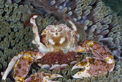 Woohoo!!  Look at all my babies.  Porcelain Crab with egg... by Ross Gudgeon 